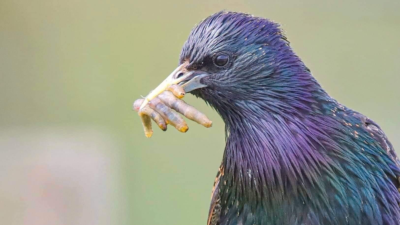 Starling 